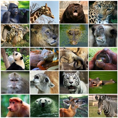 Reino Animalia Características Ejemplos Tipos