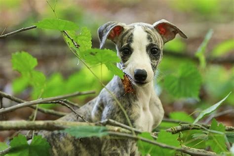 10 Fun Facts About The Whippet American Kennel Club
