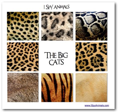 I Spy Animals Seeing Spotsa Big Cat Test