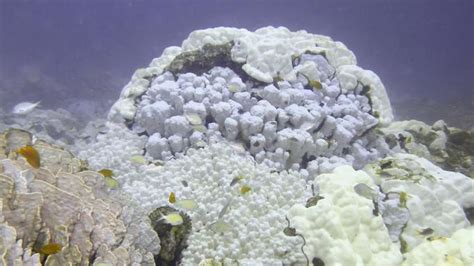 Climat le blanchissement des coraux s accélère dans le monde