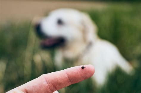 How To Remove Ticks From Your Pet Continental Animal Wellness Center