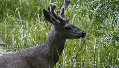 An occasional deer will come up to my house to eat a few tulip flower buds. Types of Flowers Deer Eat | Garden Guides