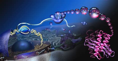 Yes dna contains genetic instructions for the production of proteins, which make up all living things. 6.4: Protein Synthesis - Biology LibreTexts