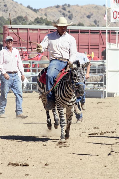 For the first time, in 2019, hot camel nights offers a friday evening race, giving the opportunity to beat the september heat and enjoy virginia city's nightlife afterward. International Camel Races In Virginia City, NV, US ...