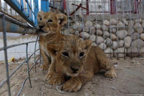 Critics Of Conditions In Gaza Zoo Expose The Value Placed On
