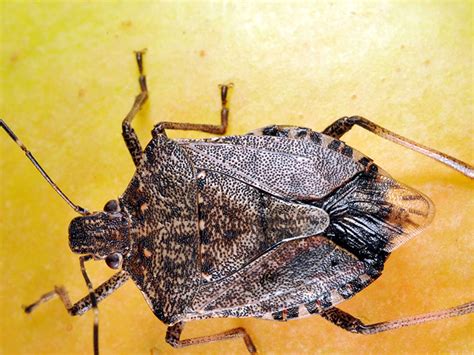 Indo Pest Expert Stink Bugs