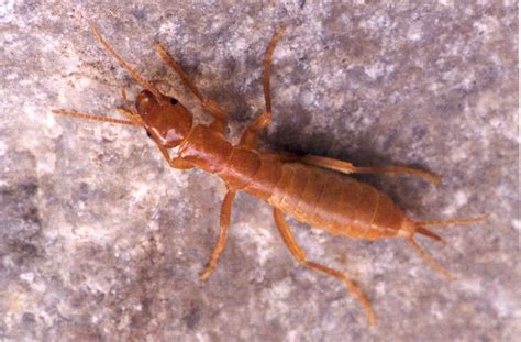 Alphabetize list is a free online tool that puts any list in alphabetical order. Order Grylloblattodea | ENT 425 - General Entomology