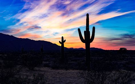 Download Wallpaper 3840x2400 Cacti Cactuses Sunset