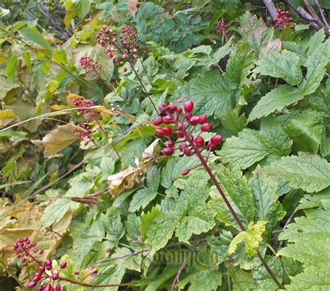 Actaea Rubra Ssp Arguta Botanically Inclined Seed Adventures