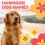 100  Beautiful Hawaiian Dog Name Ideas PetHelpful
