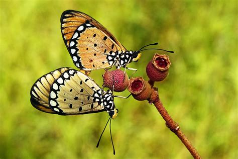 Butterfly In Love Photograph By Erdy Victor Fine Art America