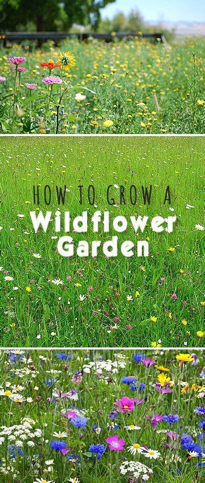 How To Grow A Wildflower Garden U2022 Hereu2019s How To Get Started And