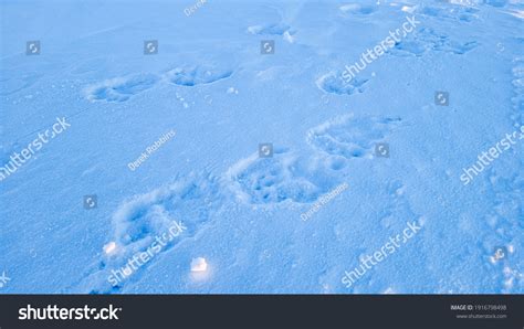 682 Polar Bear Track Images Stock Photos And Vectors Shutterstock