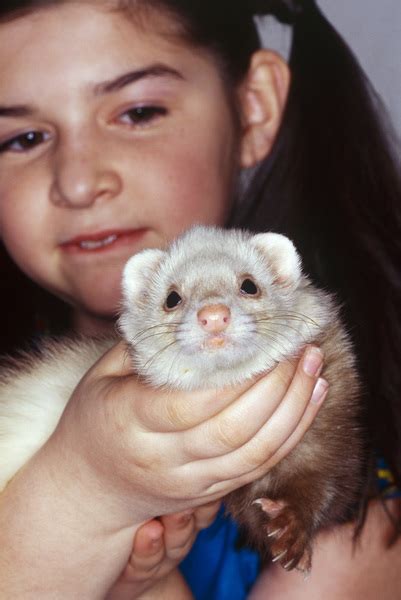 Girl Holding Ferret Free Photo Download Freeimages