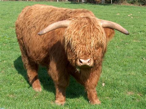 Filecow Highland Cattle Mirrored Wikipedia