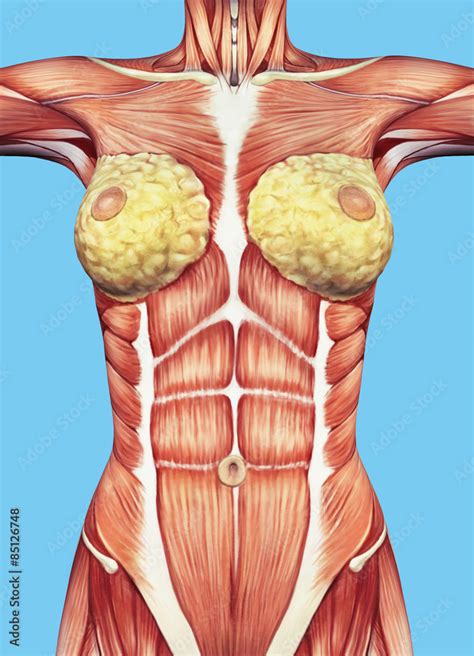 Anatomy Of Female Chest And Torso Featuring Major Muscular Groups And Glands Including The