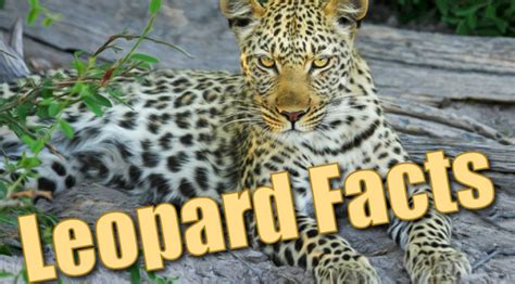 Tn this article organssos brings you the most interesting 51 funny fact about animals that you should know. Leopard Facts For Kids - Information, Pictures & Activities