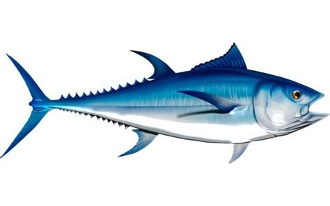 Bluefin Tuna Graphics Boat Names Australia