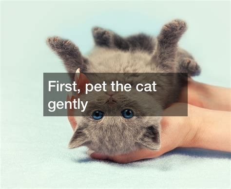 The Proper Way To Pick Up A Cat Funny Pet Videos