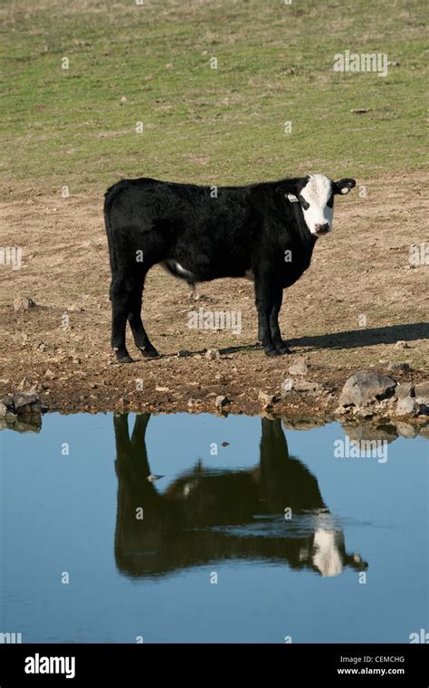 Ganadería Negro Baldie Vaca De Pie A La Orilla De Un Estanque Con Su