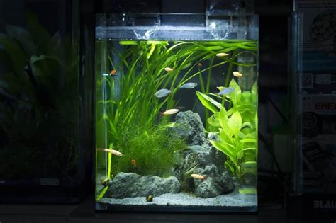 Best Nano Aquarium Our Top 6 Picks For Your Compact Space