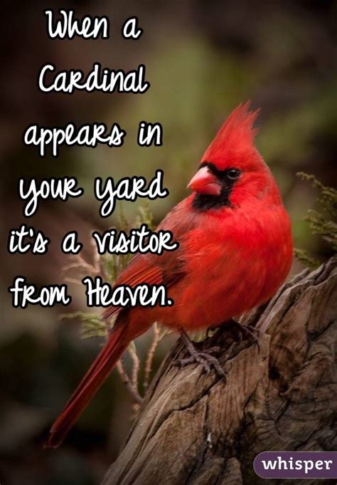 When A Cardinal Appears In Your Yard Its A Visitor From Heaven