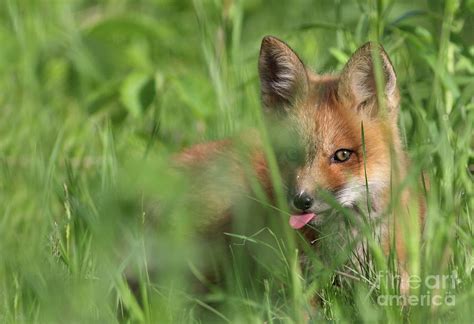 Wild Red Fox Puppy Photograph By Mircea Costina Photography Fine Art