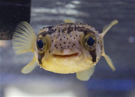 Porcupine puffer, comical and cute puffer fish is also known as the porcupinefish or porcupine pufferfish for sale. Fish Index: Porcupine Puffer (Diodon holocanthus)