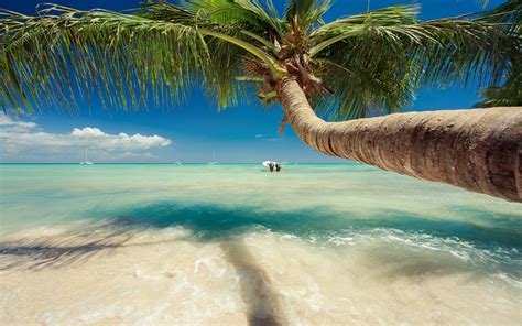 The sea of trees год выпуска: nature, Landscape, Caribbean, Sea, Palm Trees, Beach ...