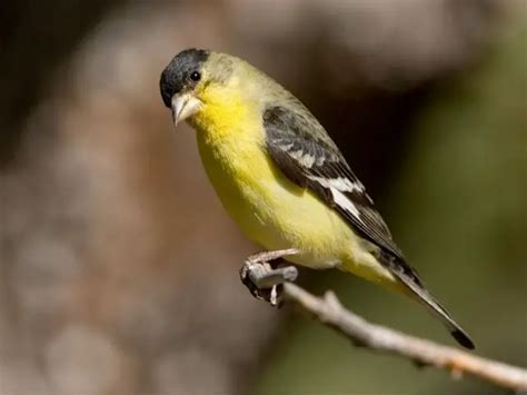 14 Yellow Birds In Texas Common Bright Plumaged Species Love The Birds