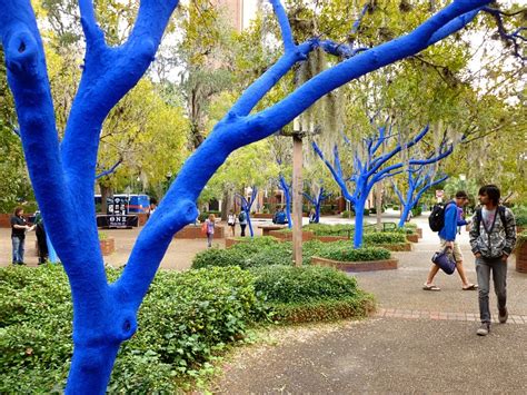 The Blue Trees Are In Gainesville Visit Natural North Florida