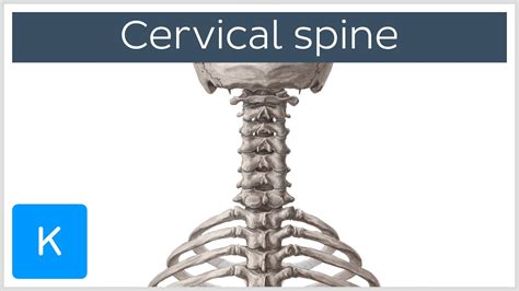 Cervical Spine Anatomy Diagram Definition Human Anatomy Kenhub