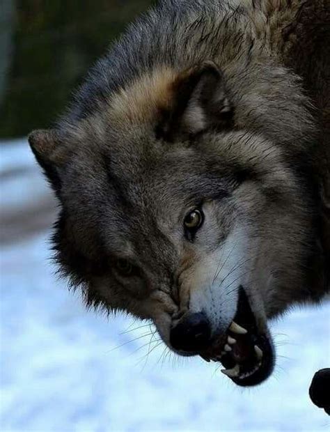 Pin By Kimberly Montague On Wolf Mackenzie Valley Wolf Animals