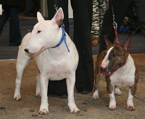 7 Amazing Signs That Show Your Bull Terrier Has You Trained