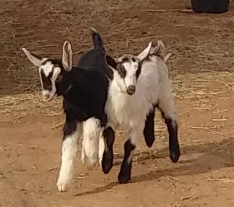 Alpine Goat Twins Photograph By Lyn Brown Pixels