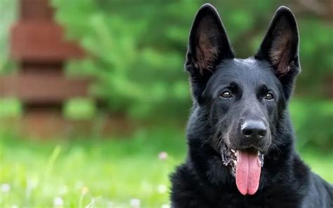 Black German Shepherd Whats The Difference Perfect Dog Breeds 2022