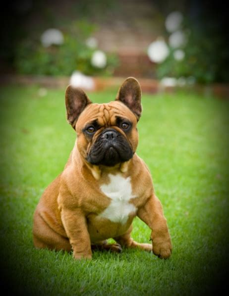 Shop with afterpay on eligible items. Teddy - Esmari Kennels French Bulldogs