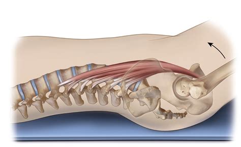 Psoas Major Function Spinal Joint Actions Frontal And Transverse