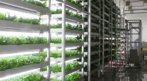 The Future Of Food Plant Factory Technology Powerhouse Hydroponics