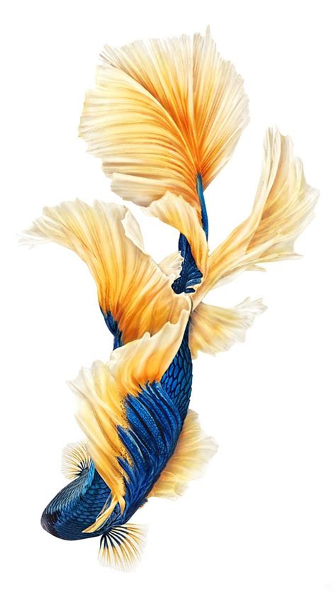 Iphone Fish Wallpapers Top Free Iphone Fish Backgrounds Wallpaperaccess