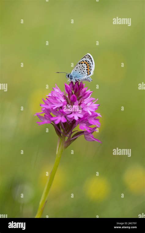 Silver Studded Blue Butterfly Plebejus Argus Single Male On Pyramidal