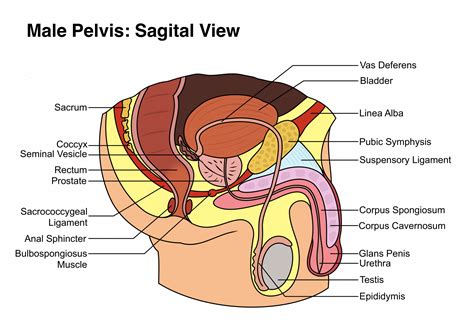 Everything You Need To Know About The Penis And Its Anatomy