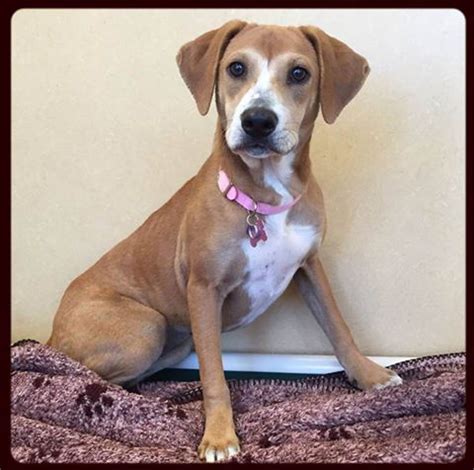 As of the 2019 census estimate, the county's population was 618,795. Adopt Amber - Monmouth County SPCA - Eatontown, NJ - Dog ...