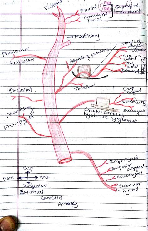 The internal carotid artery is one of the two terminal branches of the common carotid artery (the other being the external carotid artery), arising at the level of the upper border of the thyroid cartilage. Medicowesome: External Carotid Artery branches mnemonic