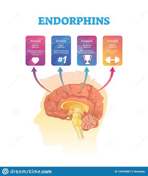 Endorphins Vector Illustration Isolated Hormones Scheme With Human