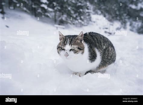 Cute Sad Cat Sitting In The Deep Snow In Blizzard Soft Focus Stock