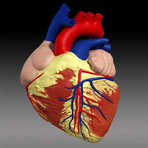 3d Anatomy Human Heart