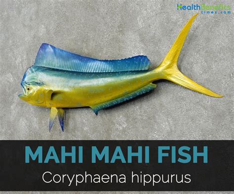 Mahi Mahi Fish Facts Health Benefits And Nutritional Value