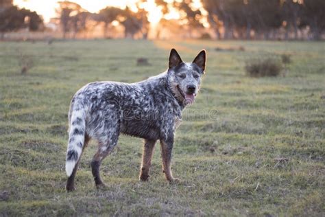 Australian Cattle Dog Blue Heeler Standing In The Field Stock Photo