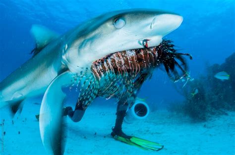 Caribbean Reef Shark Eating Lionfish By Stocksy Contributor Shane 3fa